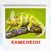 Вундеркинд с пеленок. Экзотические животные