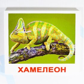 Вундеркинд с пеленок. Экзотические животные